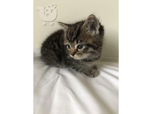PoulaTo: Beautiful Maine Coon Kittens